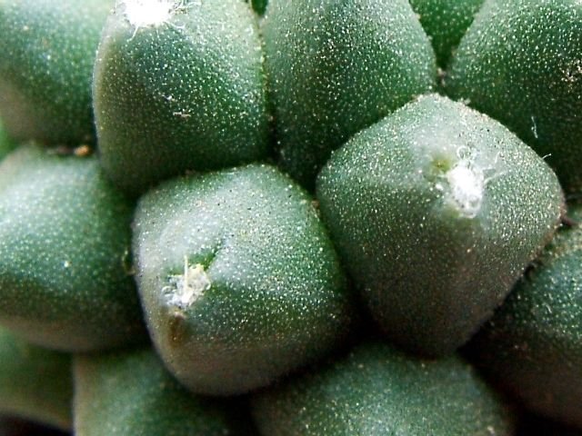Mammillaria _polythele _nudum _06